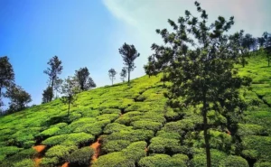 Best Time To Visit Coorg